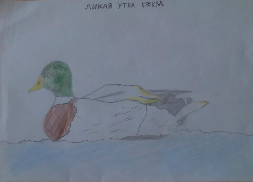Розов дикая утка читать. Живая дикая утка из повести. розов дикая утка живая классика. книга виктора розова дикая утка.
