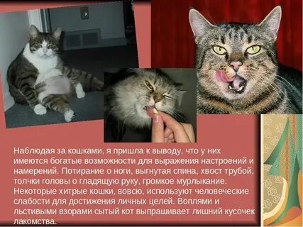 Почему не приходит cats