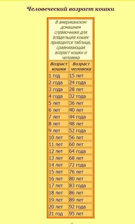 Коту 10 лет сколько по человеческим меркам. Сколько лет кошке по человеческим меркам таблица. Коту 8 лет сколько по человеческим меркам таблица. Коту 6 лет сколько по человеческим меркам таблица. Как у кошек считается Возраст таблица.