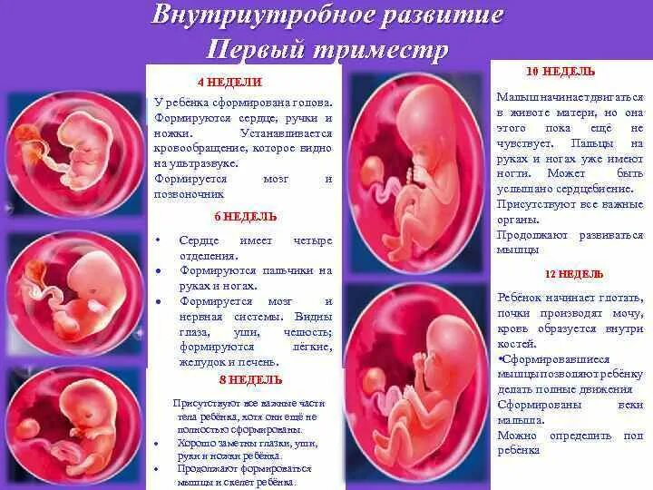 В течении 6 8 недель. 1 Триместр беременности. Развитие ребёнка по неделям. Формирование плода по неделям. Формирование ребенка по неделям.