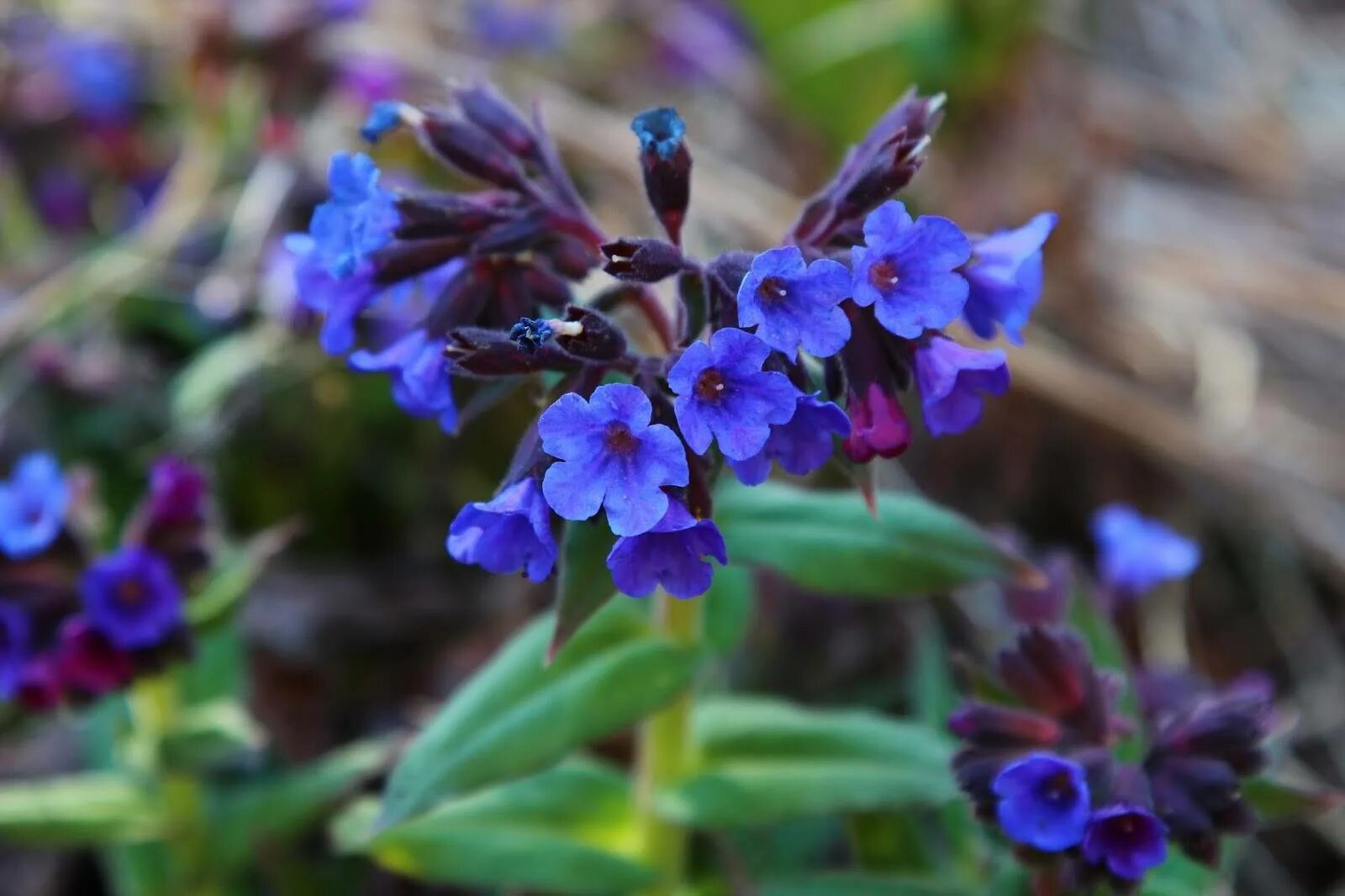 Медуница полезные свойства. Медуница валовидная. Медуница (Pulmonaria). Медуница Лесная цветок. Цветок Медуница Пульмонария.