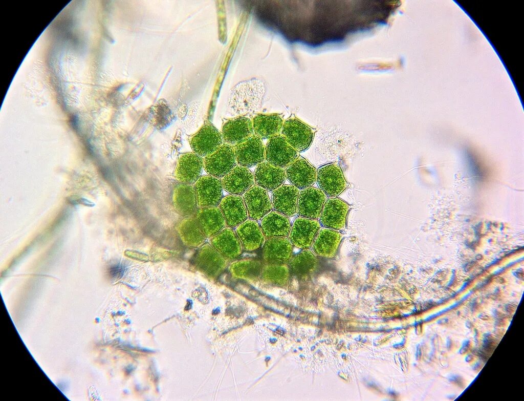 Колониальная одноклеточная водоросль. Педиаструм вольвокс. Колониальные одноклеточные организмы. Колониальные водоросли. Колонии простейших животных.