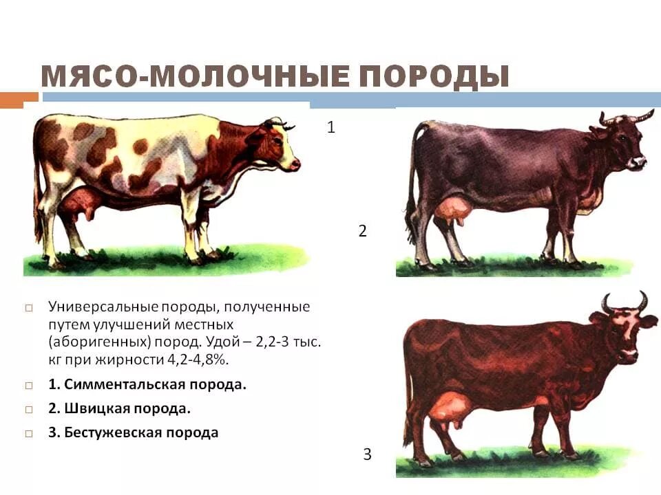 Породы коров названия. Породы коров молочного направления продуктивности. Породы молочной продуктивности КРС. Породы КРС мясо-молочного направления. Породы крупного рогатого скота молочного направления.