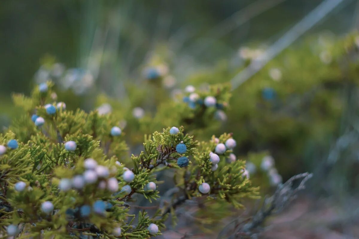 Можжевельник виргинский канаэрти. Кипарис вечнозеленый шишки. ). Шишкоягоды можжевельника. На моей полянке были разбросаны кусты можжевельника.