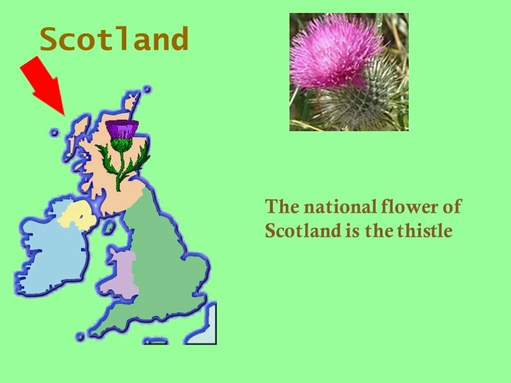 Чертополох великобритании. Символ шотландии на английском. The national plant of scotland is. Растения великобритании. Проект по английскому про цветы.