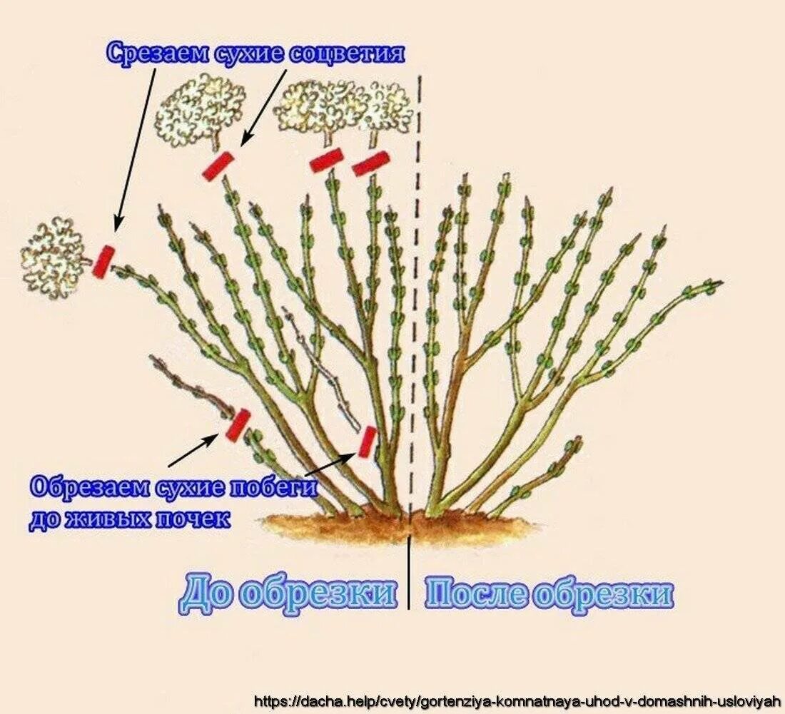 Надо ли весной обрезать. Обрезка метельчатой гортензии весной схема. Обрезка метельчатой гортензии весной. Обрезка гортензии метельчатой. Обрезка древовидной гортензии весной схема.