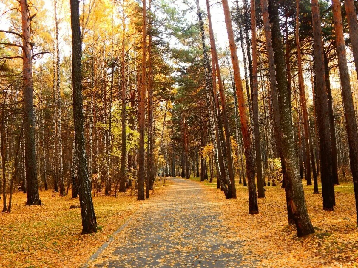 Парк гилевская роща тюмень. Гилевскую рощу тюмень. Гилевскую рощу тюмень. Гилевка тюмень. Гилевскую рощу тюмень.