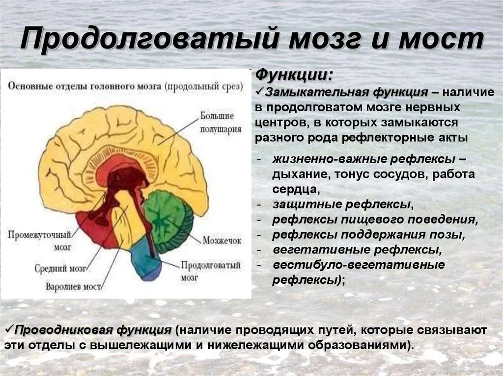 Функции отделов среднего мозга. Продолговатый мозг строение и функции. Средний мозг строение структура функции. Функции промежуточного мозга продолговатого мозга среднего мозга. Средний отдел мозга включает