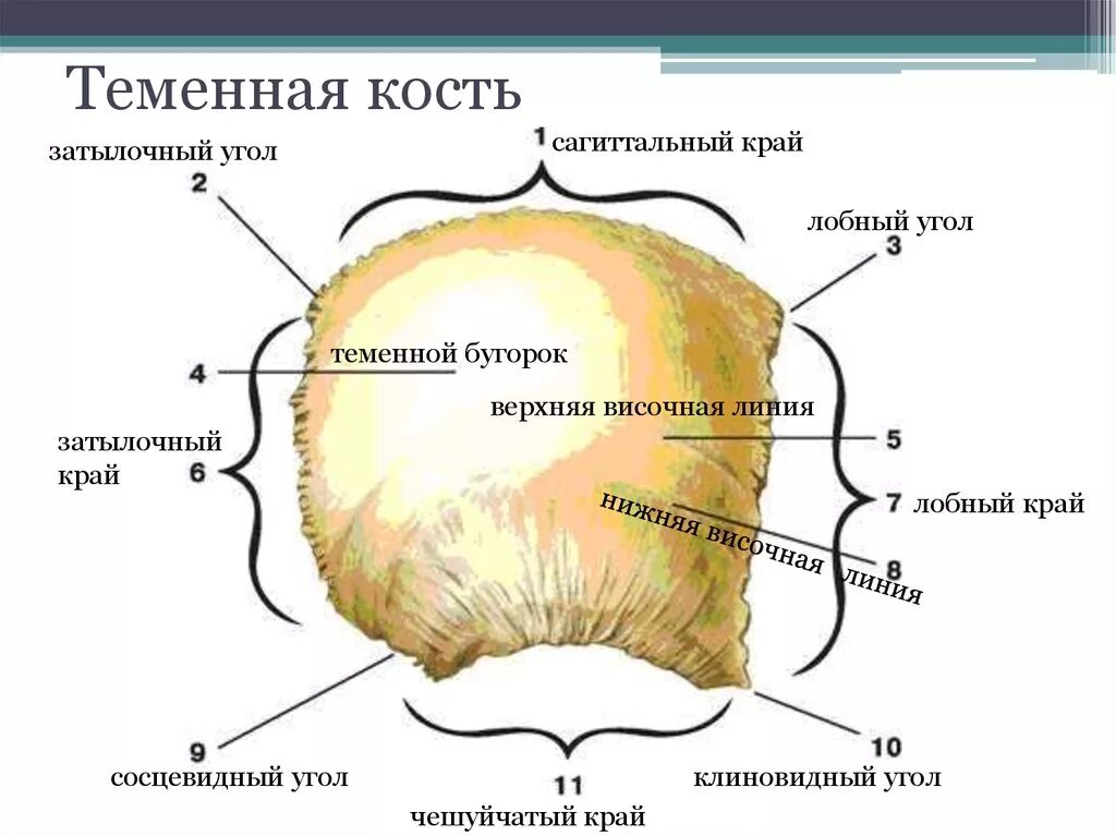 Теменная кость кость строение. Левая теменная кость строение. Теменная кость анатомия строение. Строение теменной кости черепа.