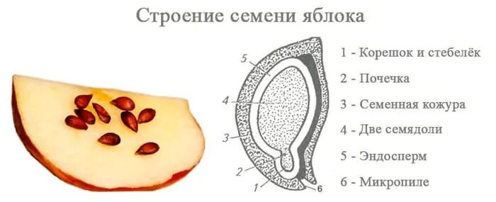 Рассмотрите изображение яблони и выполните. Строение семян яблони и тыквы. строение семени яблока. строение семени яблони схема. яблоко строение зародыша семени.