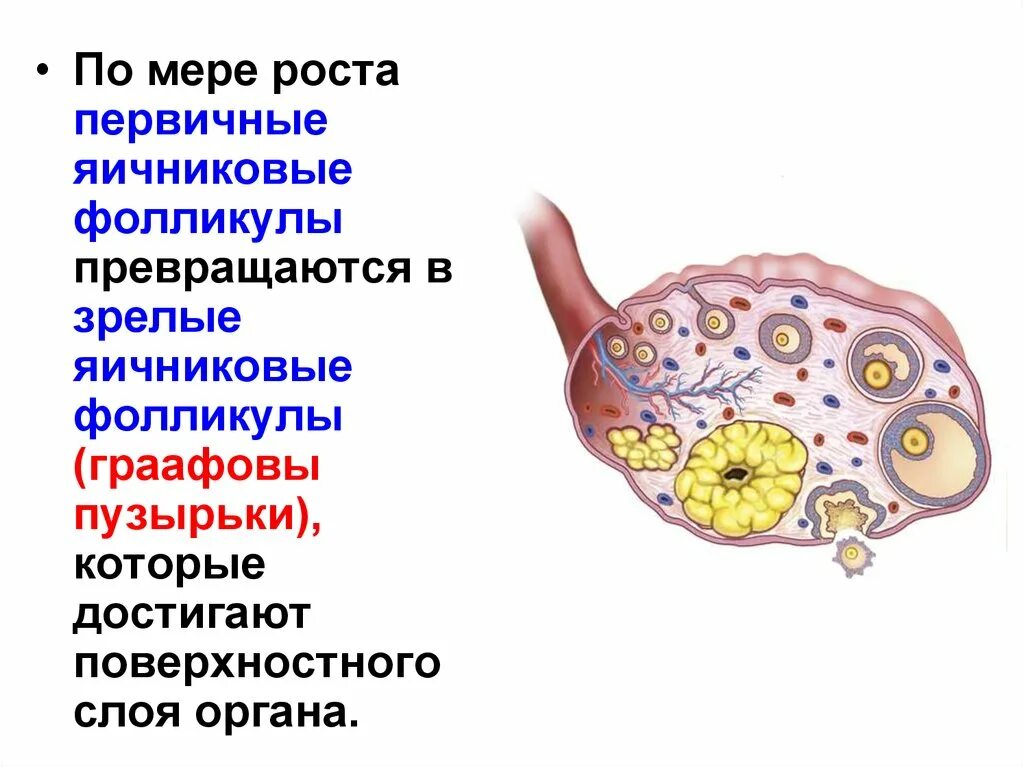 Граафов пузырек яичника. Первичные яичниковые фолликулы. Граафовый пузырек. Граафовы пузырьки это фолликулы.