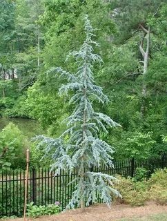 Atlas cedar