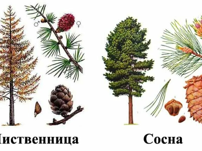 Хвоинки ель пихта сосна. Хвоя сосна ель лиственница. Строение хвоинки голосеменных. Ель пихта сосна кедр лиственница. Ель пихта лиственница.