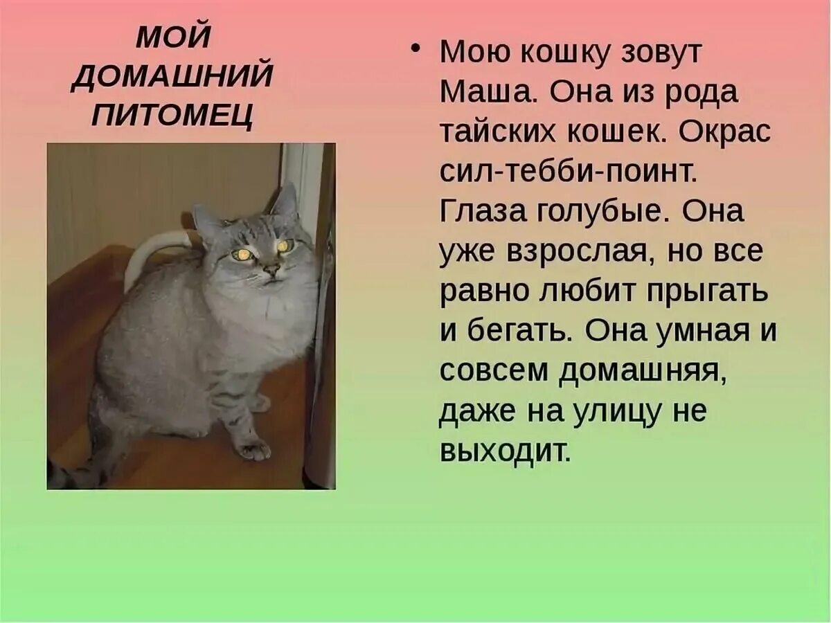 Мой питомец кошка 1 класс