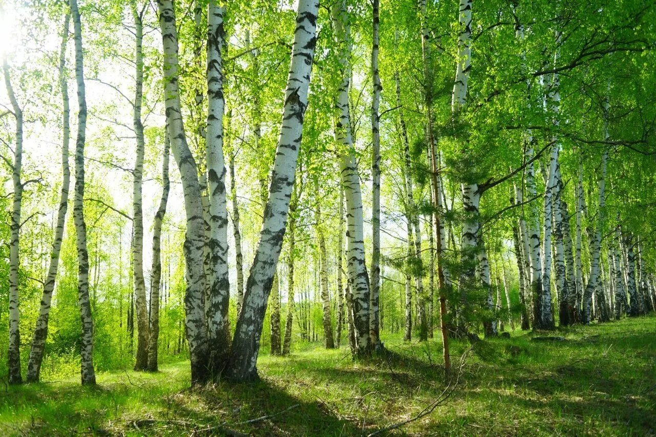 березовая роща ростов на дону лес. березовая роща деревня. берёзовая роща самара. березовая роща тула. патакинская березовая роща.