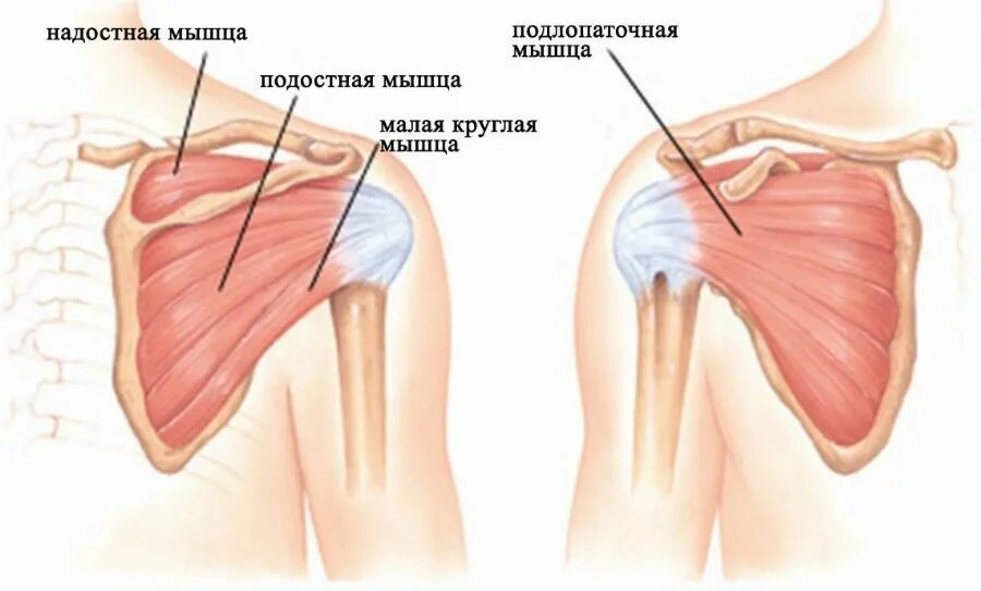 Анатомия плечевого сустава сухожилия надостной мышцы. Тендиноз сухожилия подостной мышцы. Повреждение сухожилия надостной мышцы плечевого сустава.