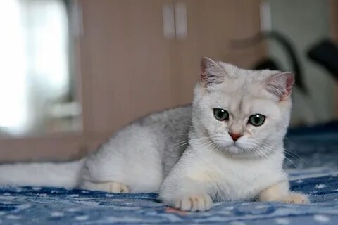 Серебряная шиншилла
