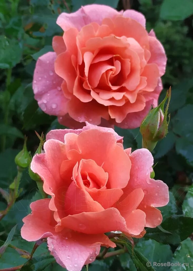 Розы плетистые алибаба. Babe rose. Babe rose. Сорт розы полька. Розы плетистые алибаба.