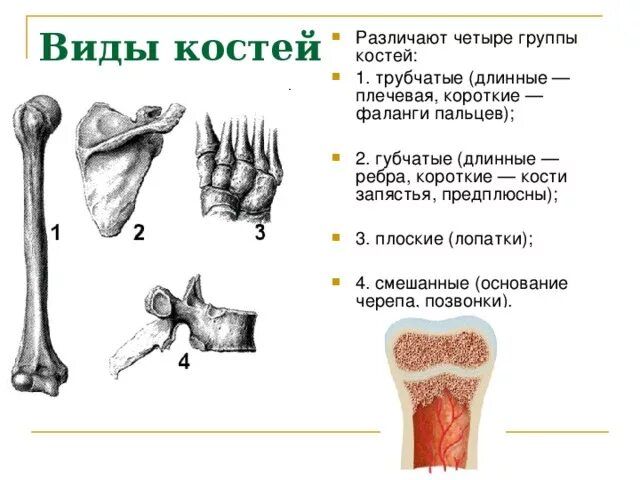 Типы костей трубчатые губчатые плоские смешанные. Трубчатые кости плоские кости смешанные кости. Различают трубчатые, губчатые, плоские и смешанные кости. Строение трубчатых губчатых плоских костей. Ребра трубчатые
