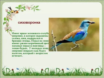 Ростовская область птицы доклад