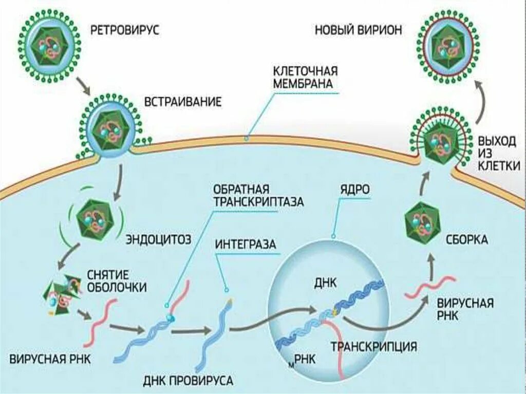 Ретровирусы жизненный цикл. Ретровирусы Синтез белка. Выход вирусов из клетки вируса. Способы выхода вируса из клетки.