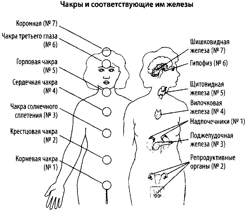 Почему боли в солнечном сплетении. Чакровая система человека рисунок. Чакры и эндокринная система. Чакры человека расположение железа у человека. Чакры и железы внутренней секреции.