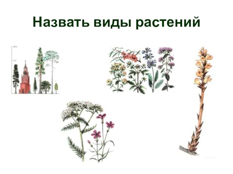 Технические виды растений. Виды растений. Видамы растений. Виды растений примеры. Перечисли виды растений.