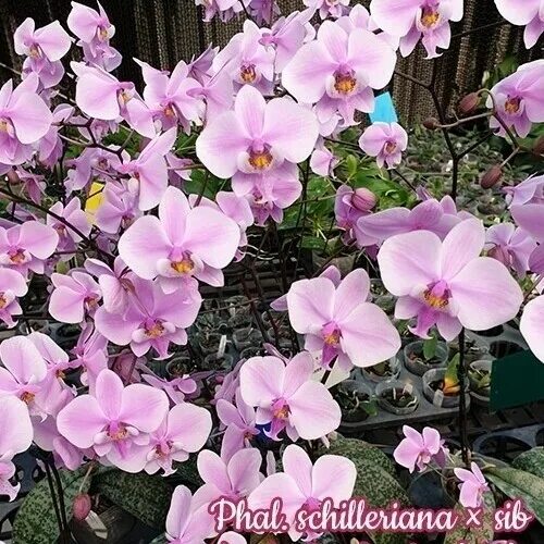 Орхидея ширилиана фото описание Most beautiful orchids: Phalaenopsis Orchidea