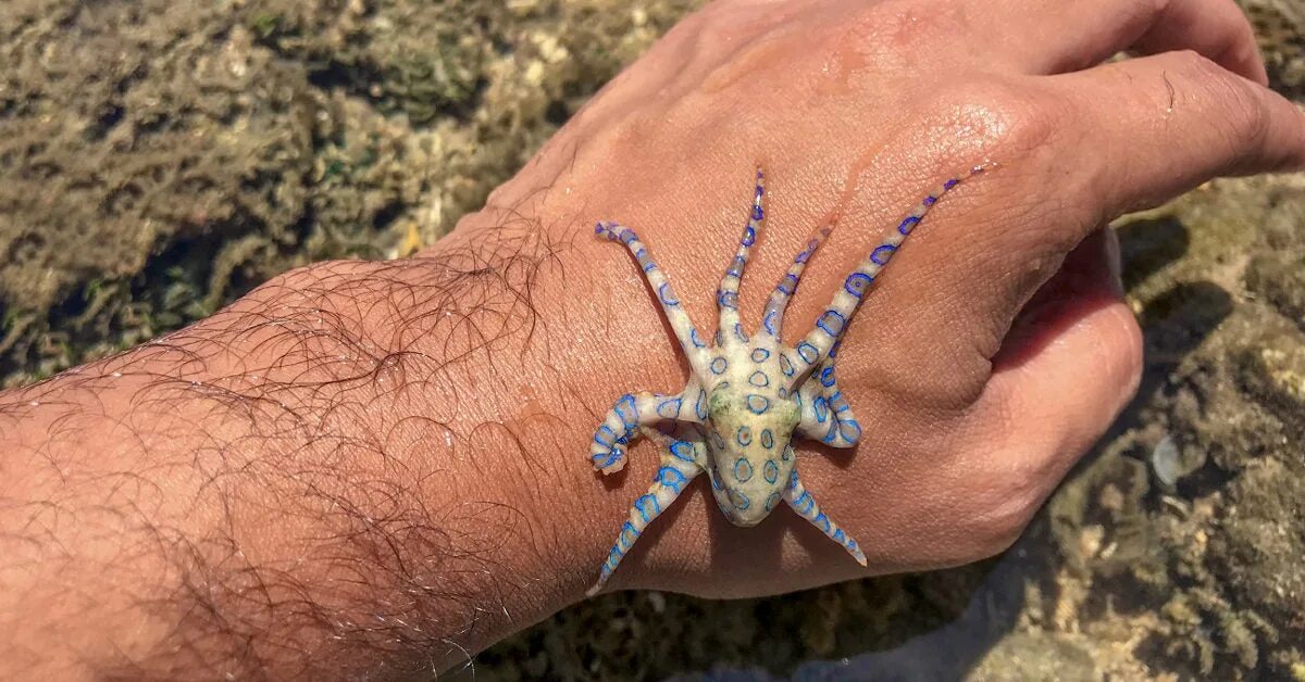 Синекольчатый осьминог. Австралийский Синекольчатый осьминог. Синекольчольчатый осьминог. Синекольчатый осьминог укус. Blue ringed