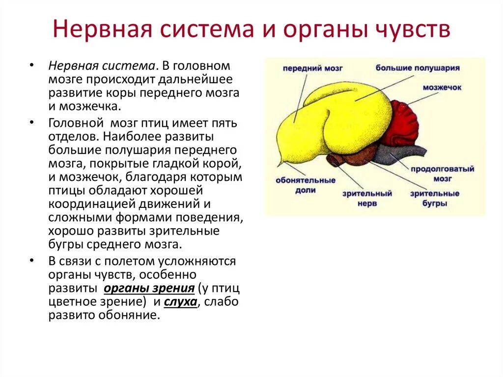 Класс птицы нервная. Нервная система птиц мозг. Функции головного мозга у птиц. Нервная система и органы чувств птиц. Нервная система птицы головной мозг.