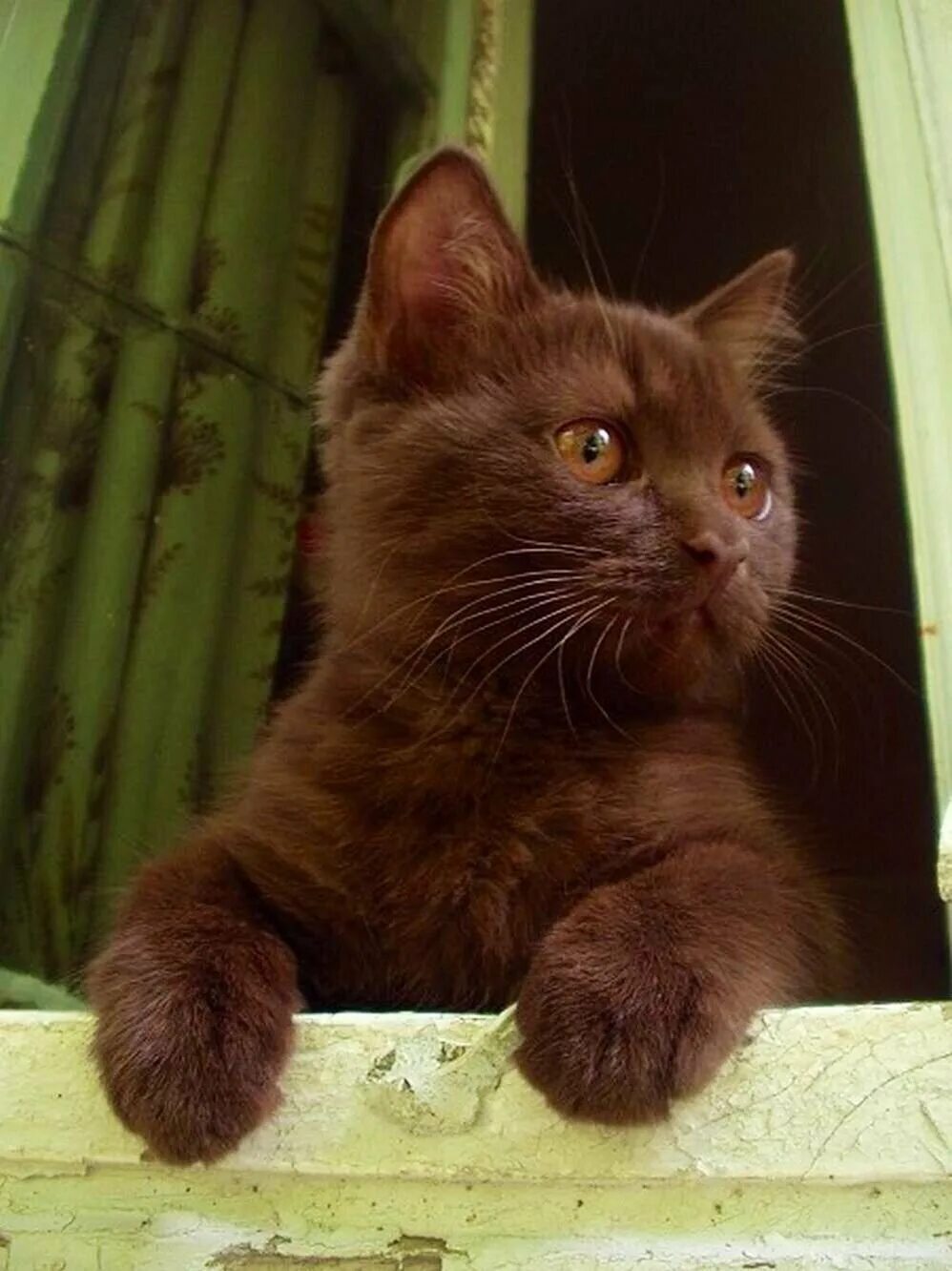 Гавана браун кошка. Шоколадный британец кот. Коричневый котенок. Британская короткошёрстная кошка циннамон. Бурма циннамон.