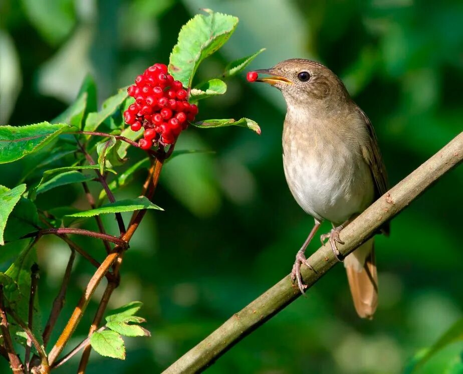 японские кроссворды птичка и дерево. найди названия птиц. певчая птичка кроссворд. певчая птичка кроссворд.