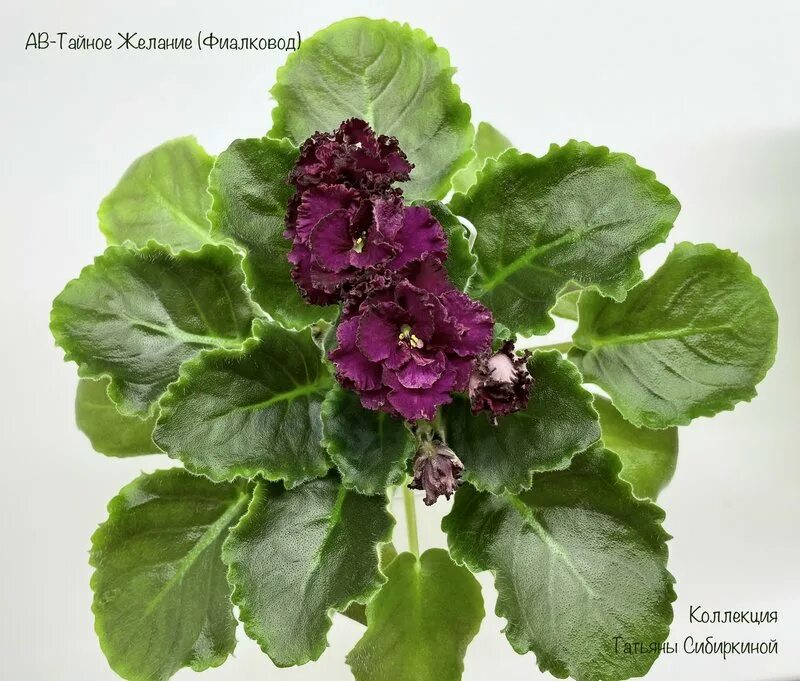 Virtual Violet :: Просмотр темы - АВ-Киндзмараули (Фиалковод)
