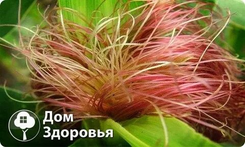 Кукурузные рыльца при застое