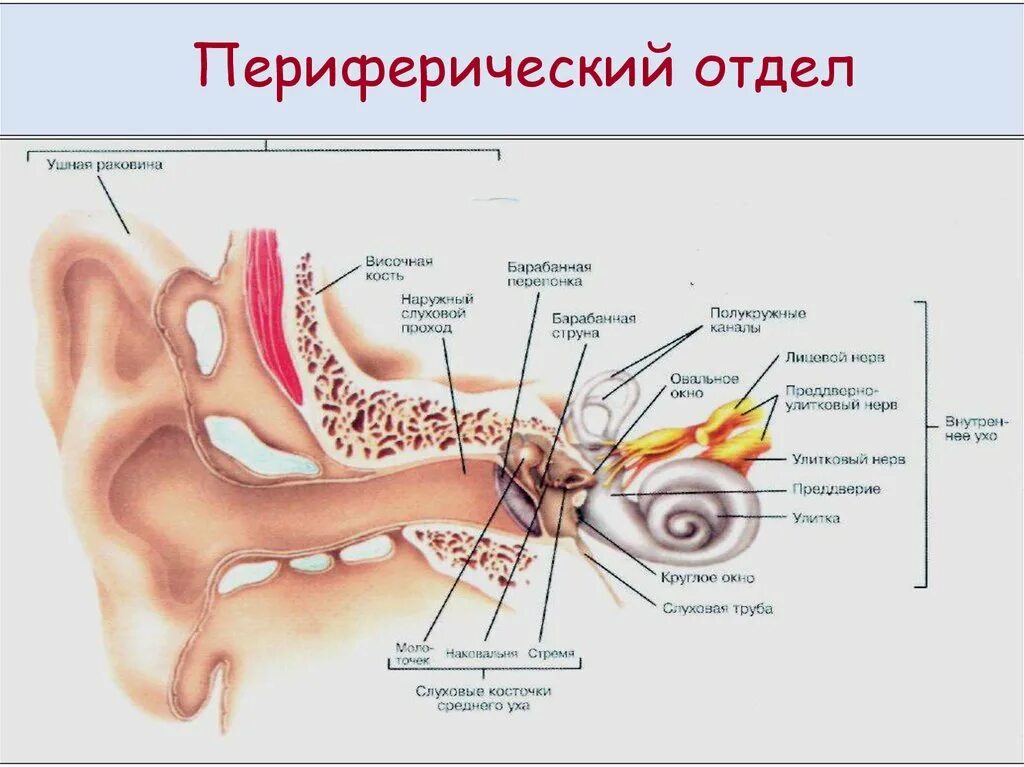 В среднем ухе расположены органы. Строение наружного уха. Строение уха наружное среднее внутреннее. Строение уха наружный средний внутренний отделы. Строение слухового анализатора среднее ухо.