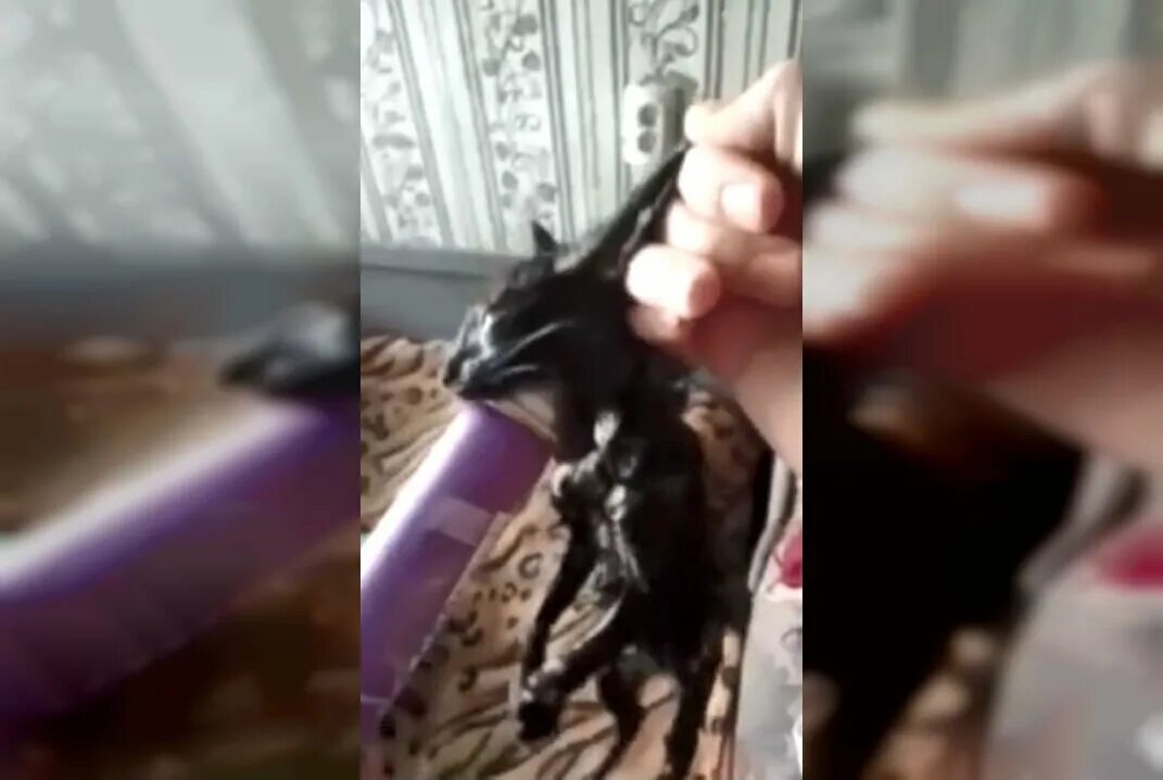 Собака съела мышь