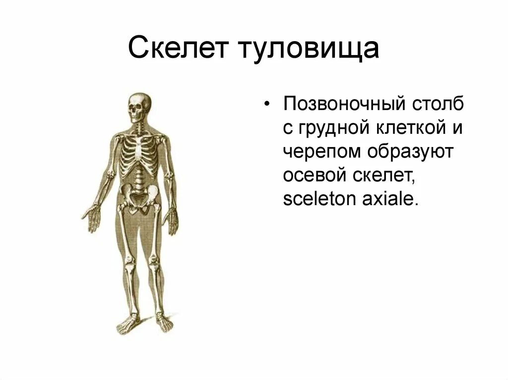 Скелет туловища. Осевой скелет. Скелет туловища и конечностей. Скелет человека осевой скелет.