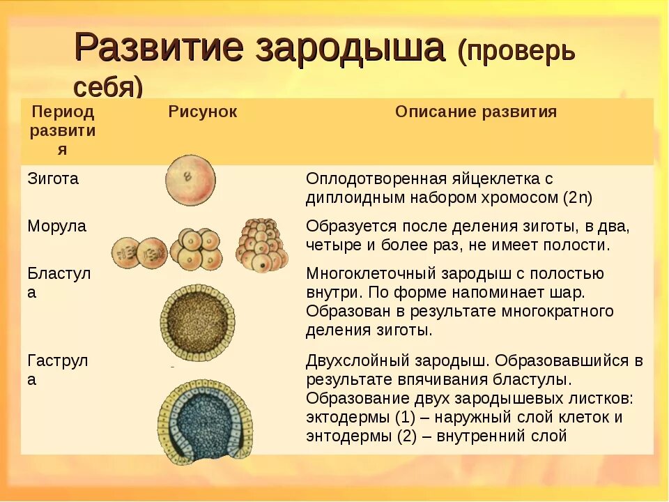 Схема стадий развития зародыша. Стадии развития зародыша. Стали развития зародыша. Стастадия развития зародыша.