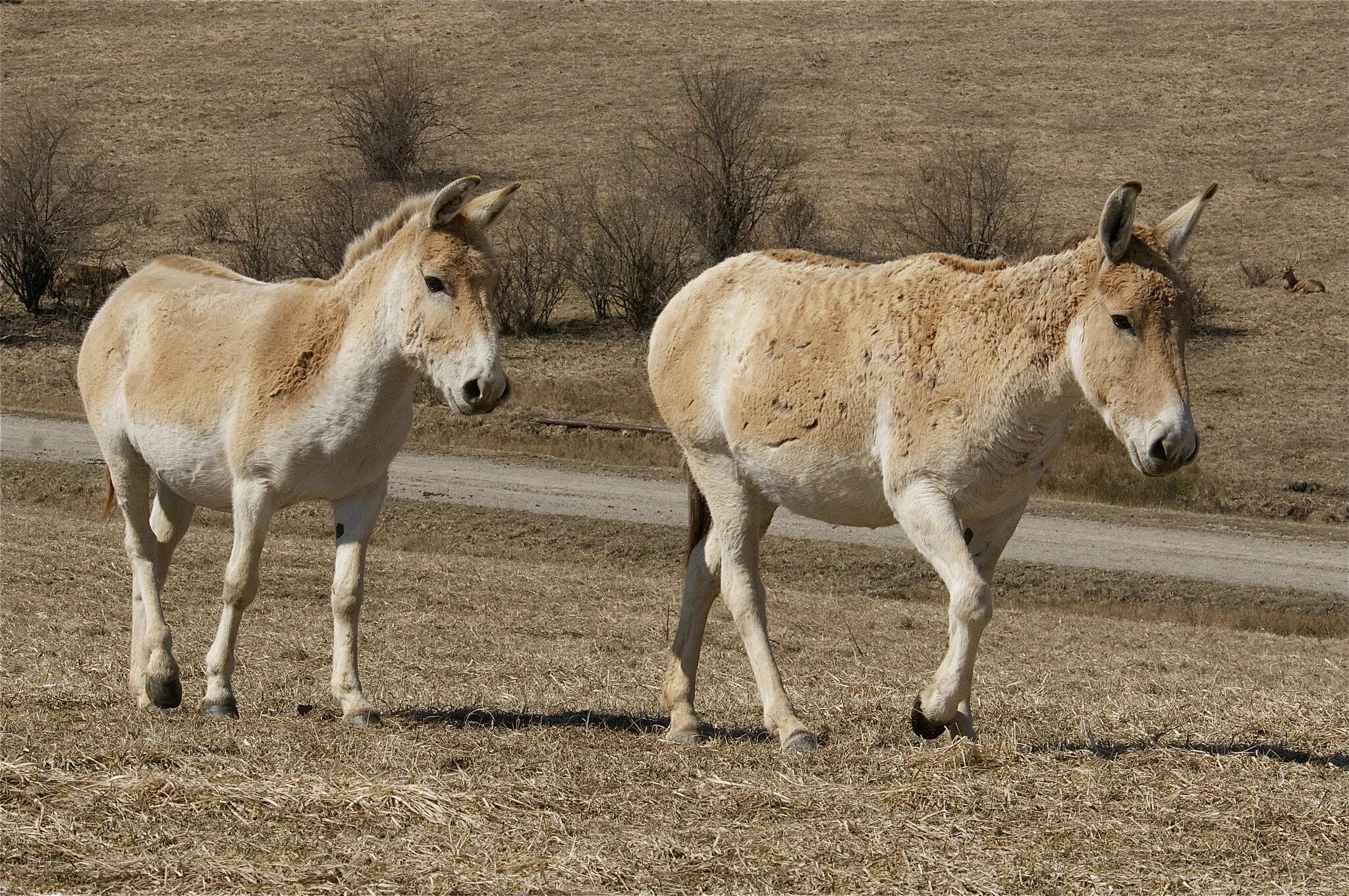 Кулан (Equus hemionus). Монгольский Кулан. Туркменский Кулан. Дикий осел Кулан. Дикий осел сканворд