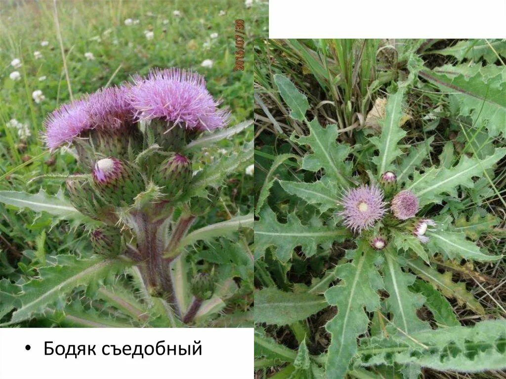 Бодяк полевой покрытосеменные. Бодяк (Cirsium esculentum. Бодяк обыкновенный (Cirsium vulgare). Бодяк беловойлочный (седой). Бодяк съедобный.