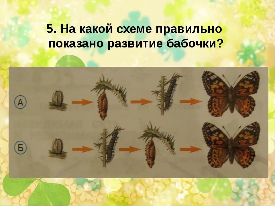 Развитие бабочки схема. Этапы развития бабочки 3 класс. Стадии развития бабочки. Стадии размножения бабочек. Цикл развития бабочки.