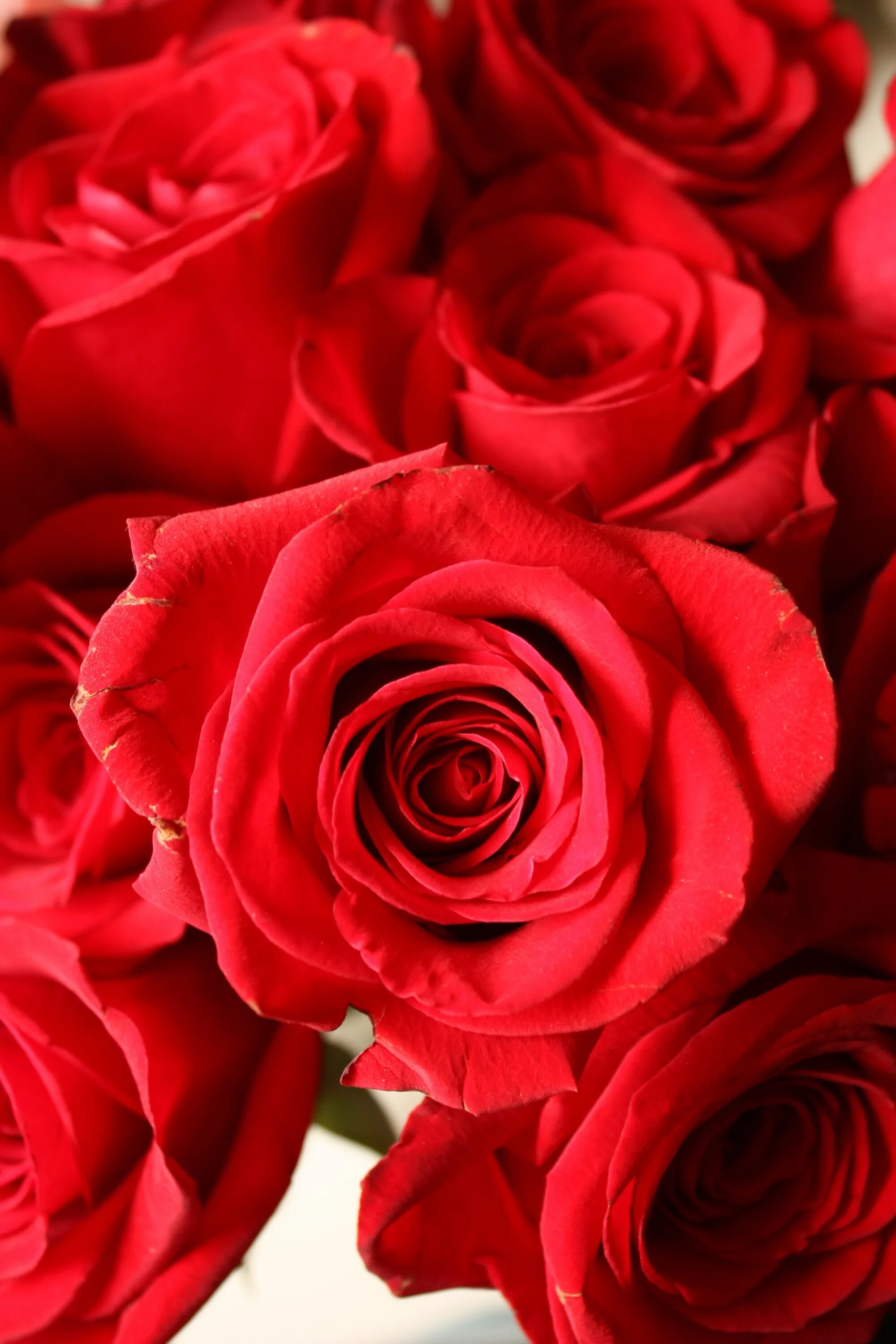 Красный цвет. Красный цветок. Цветы розы. Красивые розы. Включи красный розовый