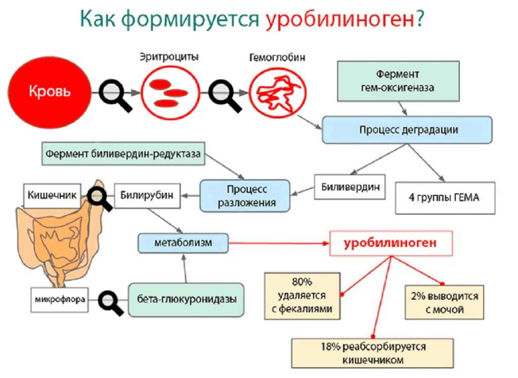 Почему повышается в моче. Уробилиноген в моче. Уробилиноген в моче повышен. Повышение уробилиногена в моче причины. Уробилиноген и уробилин.