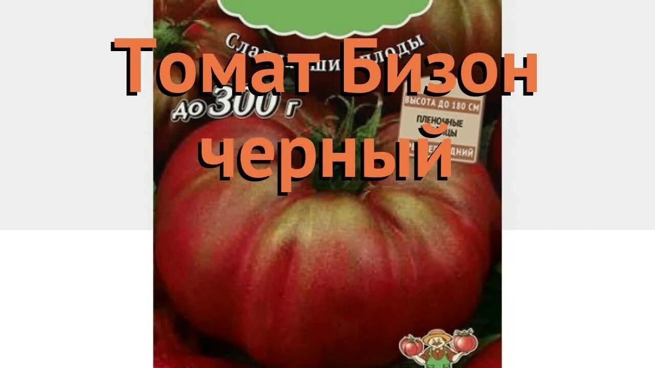 Сорт томата сахарный бизон. Томат бизон семена. Бизон черный томат описание. Томат бизон оранжевый вкуснотека. Томат бизон черный характеристика и описание отзывы.