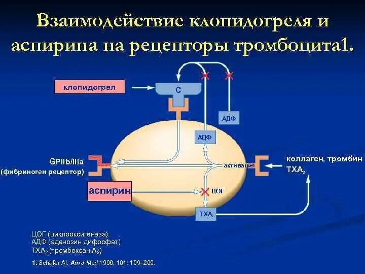 Клопидогрель фармакология. Клопидогрель механизм. Клопидогрел механизм деййстви. Аспирин клопидогрель. Клопидогрел механизм действия