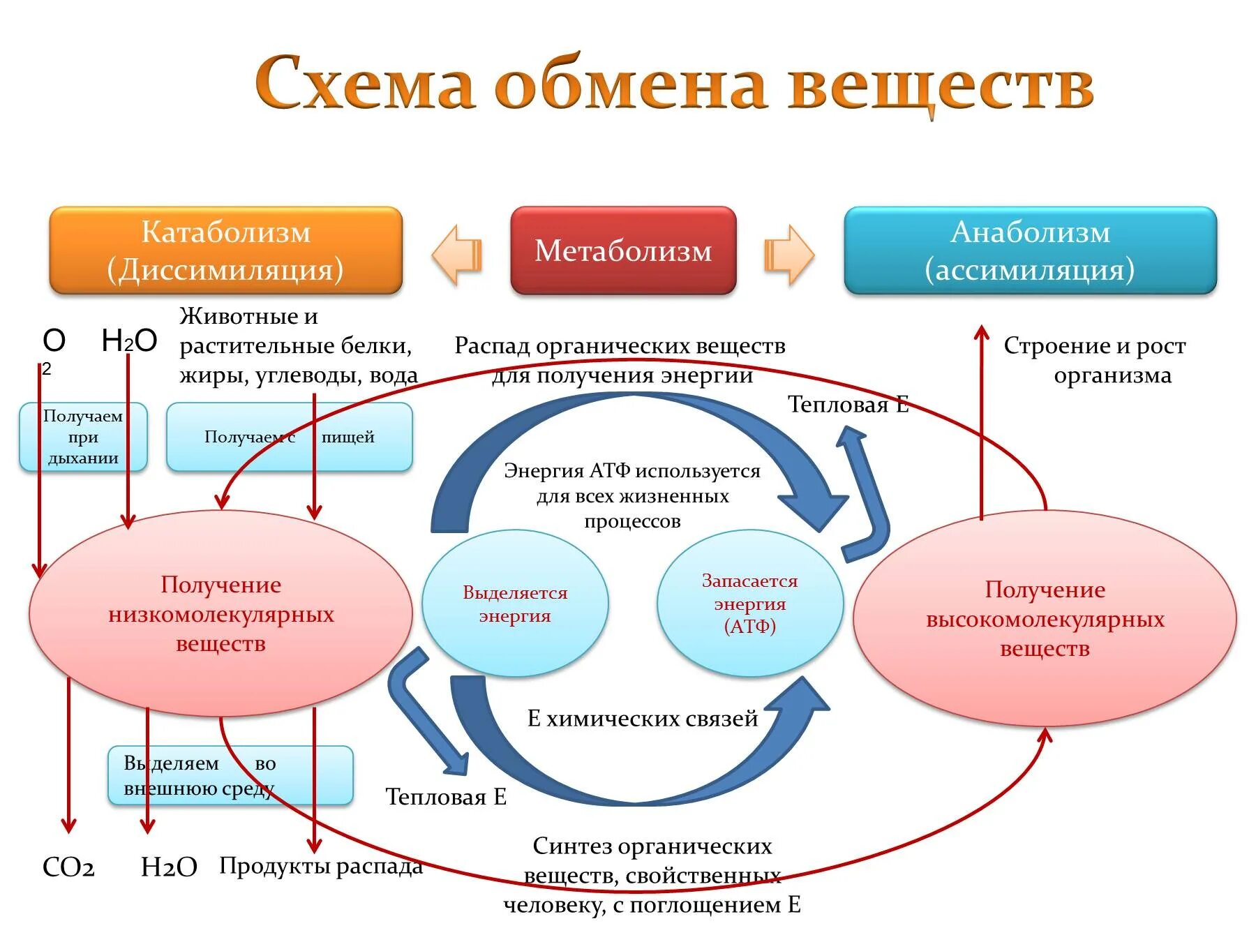 И значительно ускорит процесс. Схема обмена веществ в организме метаболизм. Схема процесса обмена веществ в организме человека. Общая схема обмена веществ и энергии в организме. Процесс метаболизма схема.