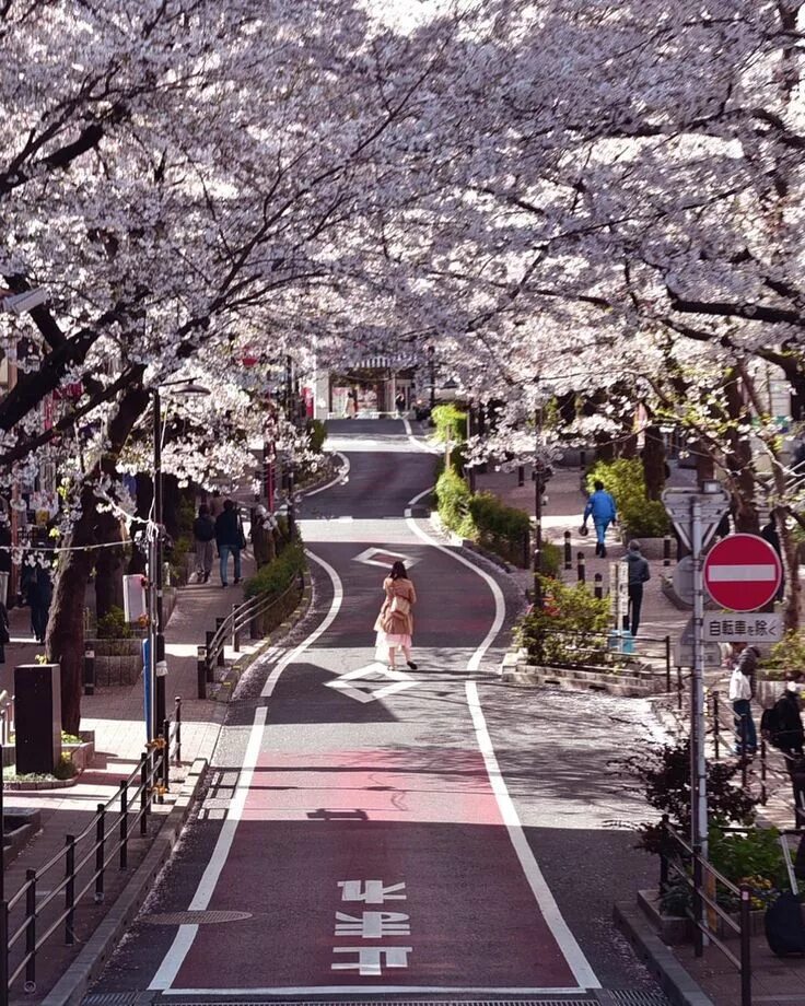C a japan. Япония на планете. япония ш. калон. from japan. gleams from japan.