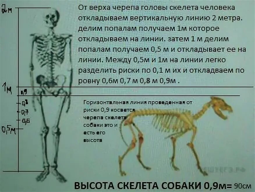 Выберите особенности строения скелета изображенного на рисунке