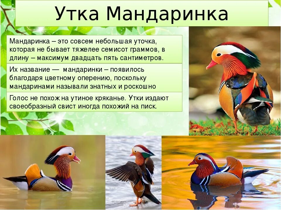 Где обитают птицы мандаринки - найдено 90 картинок