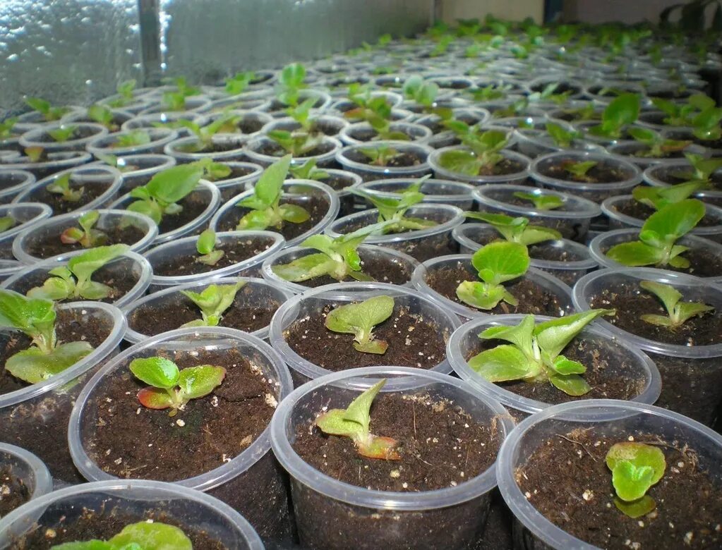 Рассада бегонии в таблетках. Однолетний сеянец. Всходы примулы мелкозубчатой. Петуния цветы рассада. Какие цветы посадить в ноябре на рассаду.